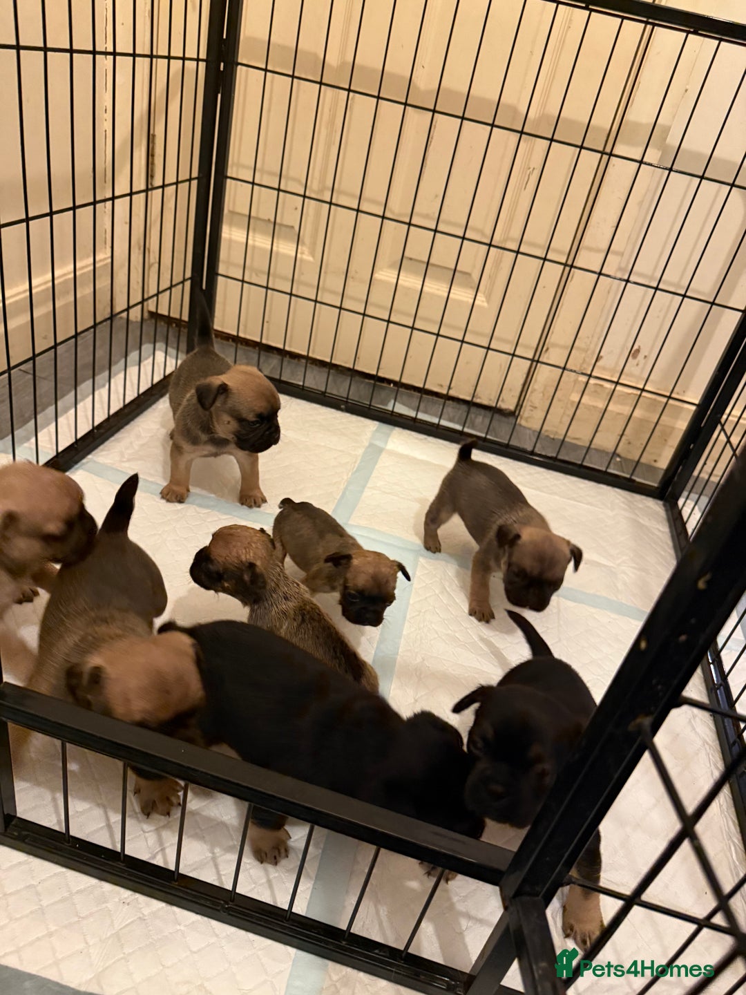 Frug dogs for sale: 3/4 Frenchie 1/4 pug puppies for sale  - Image 6