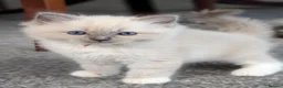 Ragdoll cats for sale: 🏆 GCCF Champion Ragdolls • Active Considered - Advert 10