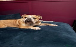 Mixed Breed dogs for sale: Bulldog for rehoming  - Image 6