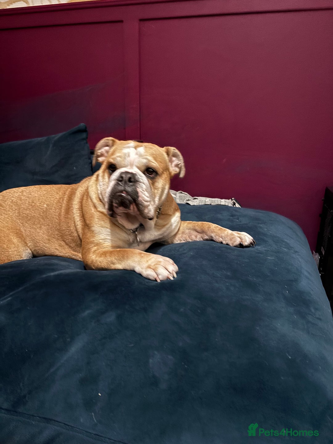 Mixed Breed dogs for sale: Bulldog for rehoming  - Image 6