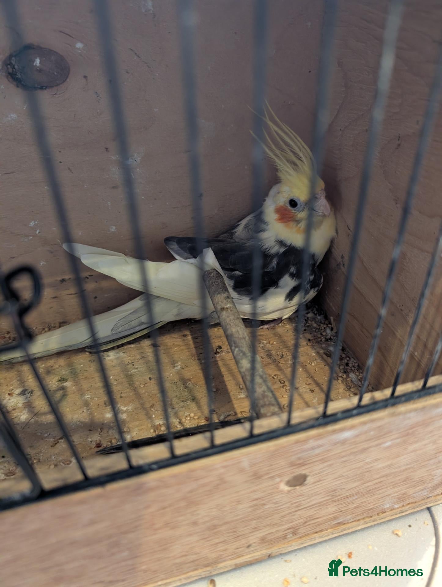 Cockatiels birds for sale: Cockatiels  - Advert 16
