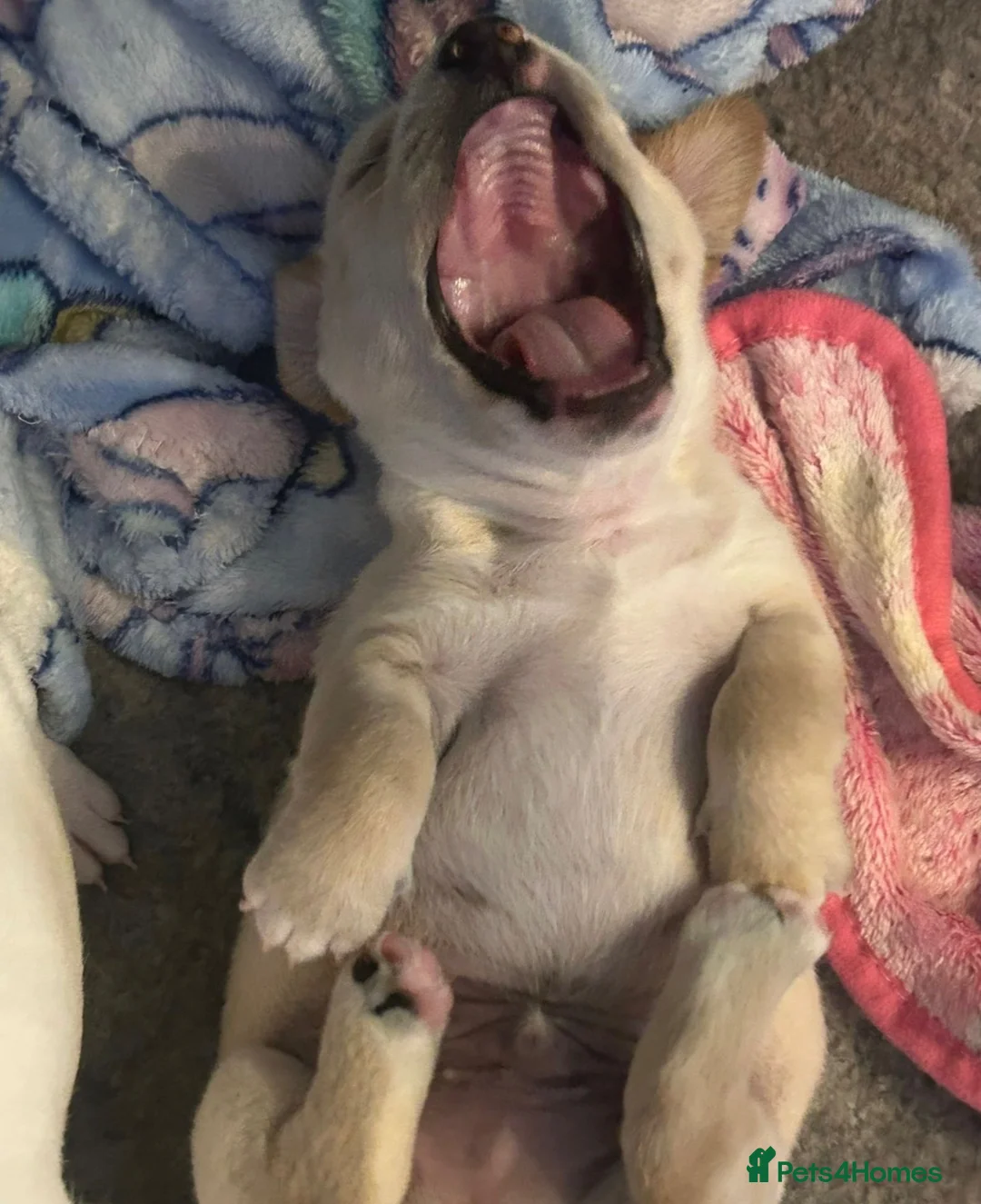 Patterjack dogs for sale: Male and Female Patterjack pups  in Rotherham - Advert 2