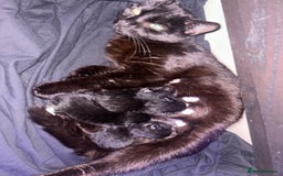 Domestic Shorthair cats for sale: black and white male  - Image 4