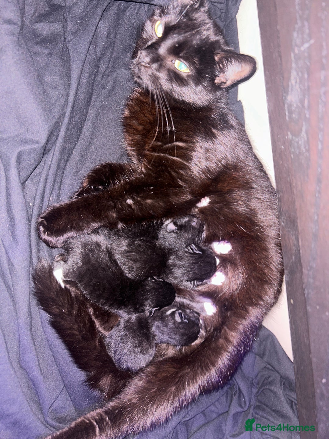 Domestic Shorthair cats for sale: black and white male  - Image 4