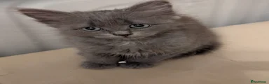 Siberian 2