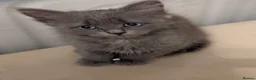 Siberian cats for sale: Siberian kitten  - Advert 3