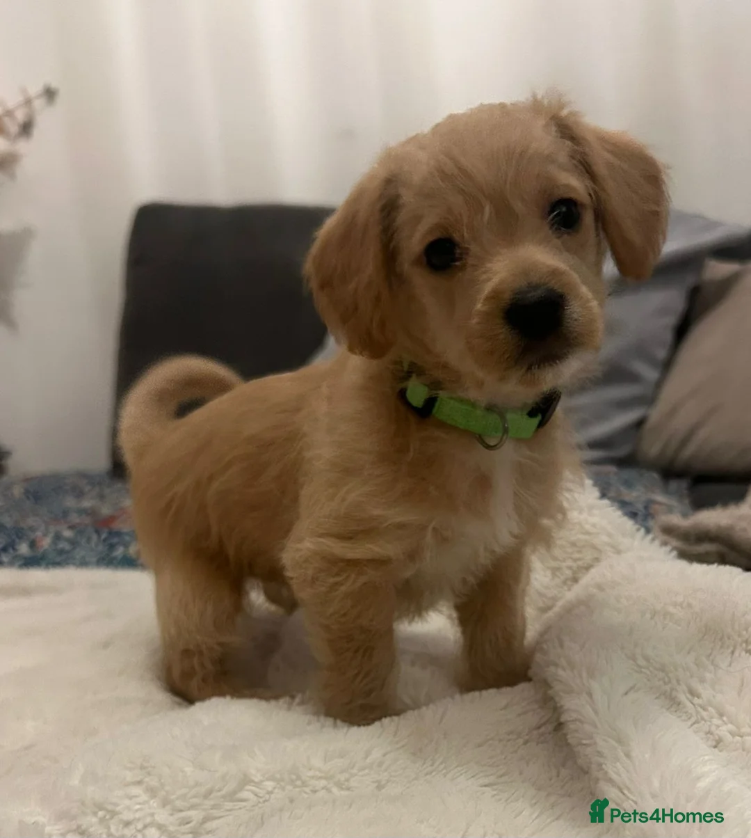 Jackapoo dogs for sale: Jackapoo puppies - Advert 23