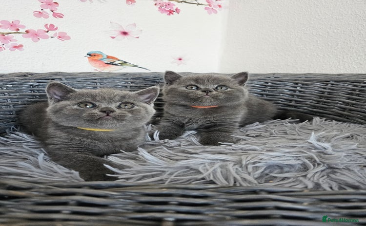 British Shorthair cats - Advert 9
