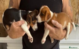 Jack Russell dogs for sale: Full breed jack Russell puppies for sale - Image 18
