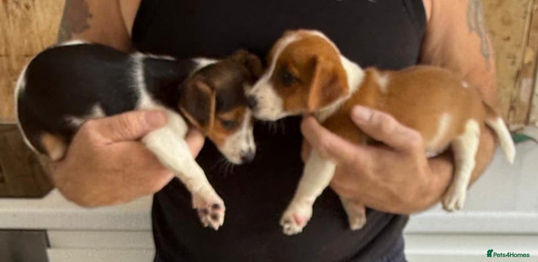 Jack Russell dogs for sale: Full breed jack Russell puppies for sale - Image 18