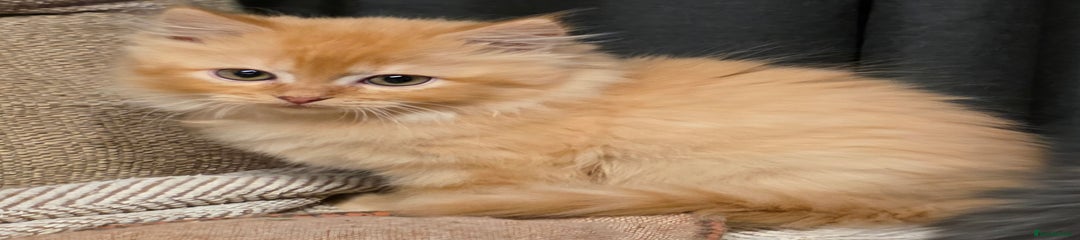 Persian Kitten 1