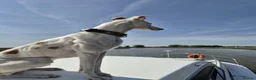 Mixed Breed dogs for sale: Lurcher bull puppies for sale - Advert 9