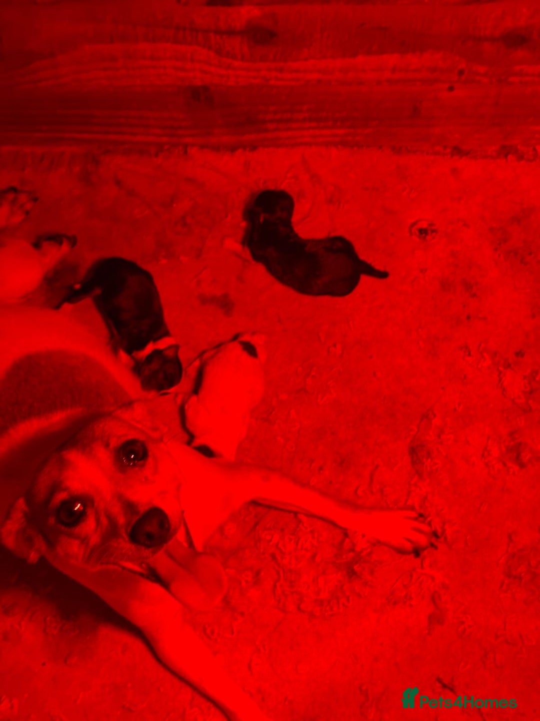 Jack Russell dogs for sale: Jack Russel puppies  - Advert 2