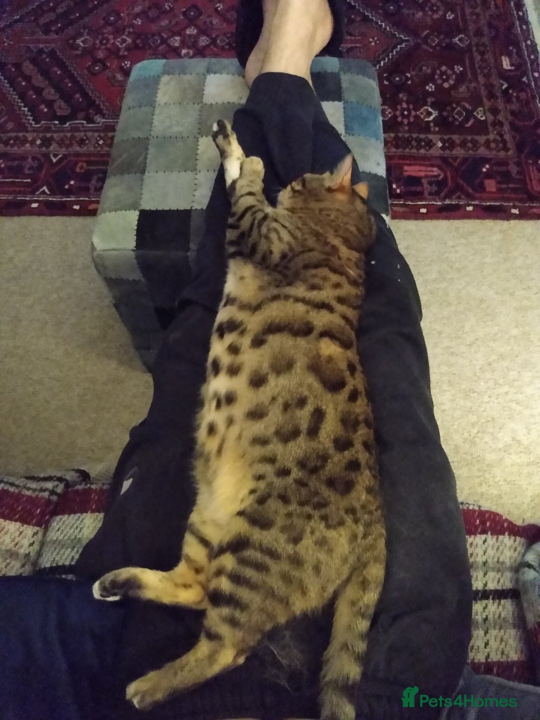 Bengal cats for sale: Bengal female indoors cat. - Image 2