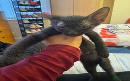 Sphynx cats for sale: Lovely Sphynx cross  - Image 15