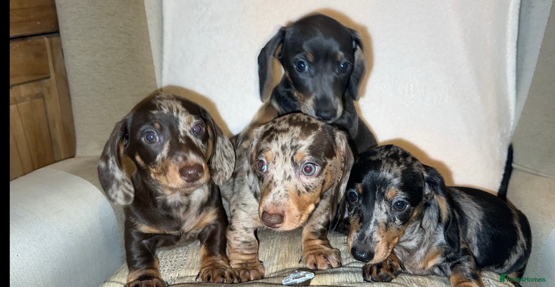 Miniature Dachshund dogs Mini dapple Dashaund puppy’s Ready To Collect Now  - Advert 8