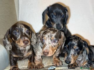 Miniature Dachshund dogs Mini dapple Dashaund puppy’s Ready To Collect Now - Advert 12