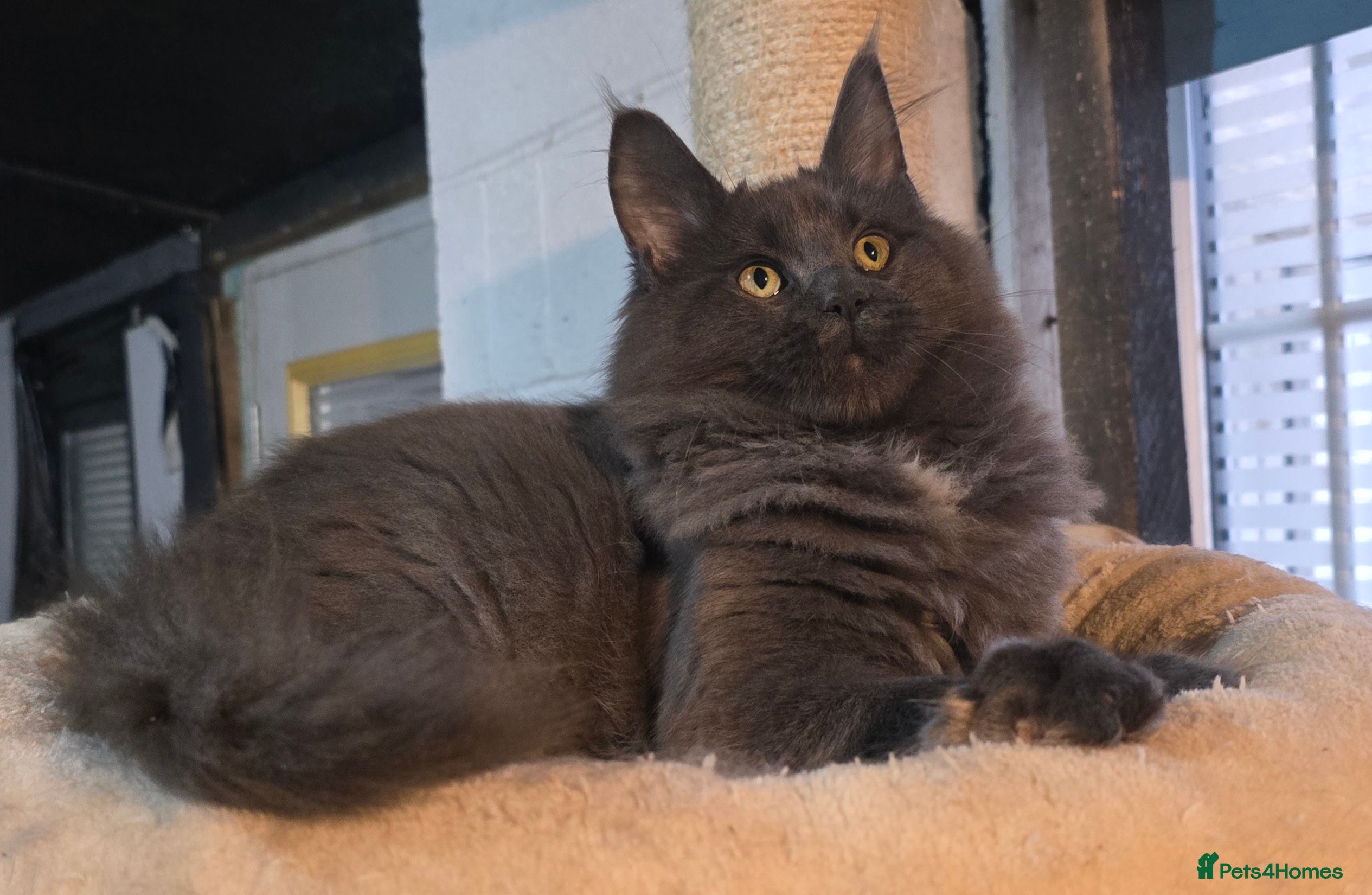 Maine Coon cats Gccf registered maine coon babies blue smoke - Advert 13