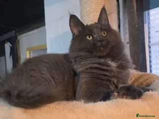 Maine Coon cats Gccf registered maine coon babies blue smoke - Advert 13