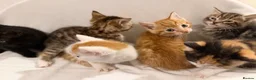 Mixed Breed cats for sale: Bengal Mix Kittens - Advert 24
