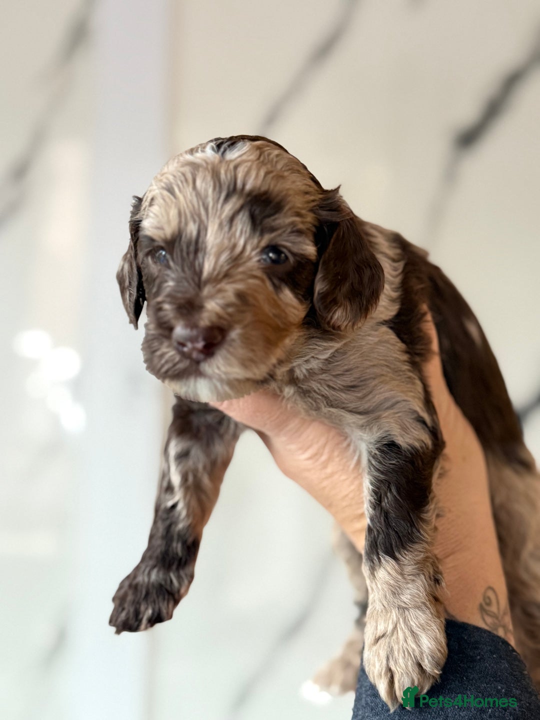 Cockapoo dogs for sale: Stunning Merle cockapoos - Image 24