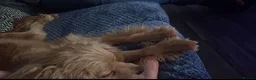 Cockalier dogs for sale: Male Cocker Spaniel  in Walsall - Advert 6