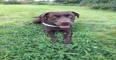 Labrador Retriever dogs - Advert 11