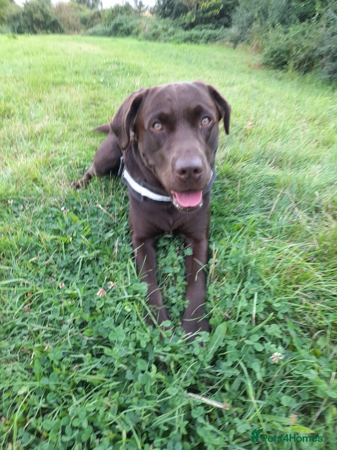 Labrador Retriever dogs for stud: Stud dog - Image 2