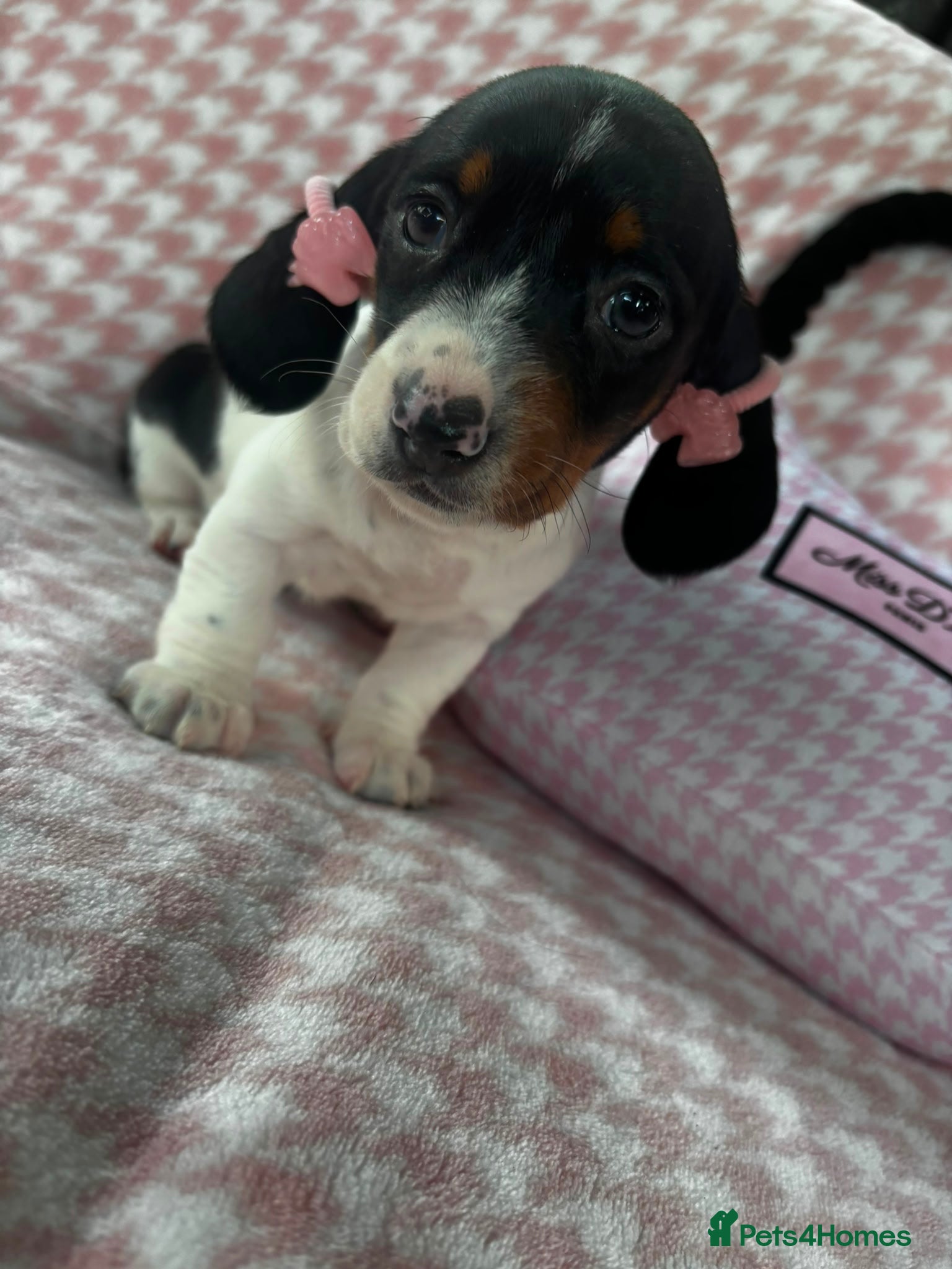 Miniature Dachshund dogs for sale: Miniature dachshund puppies - Advert 5
