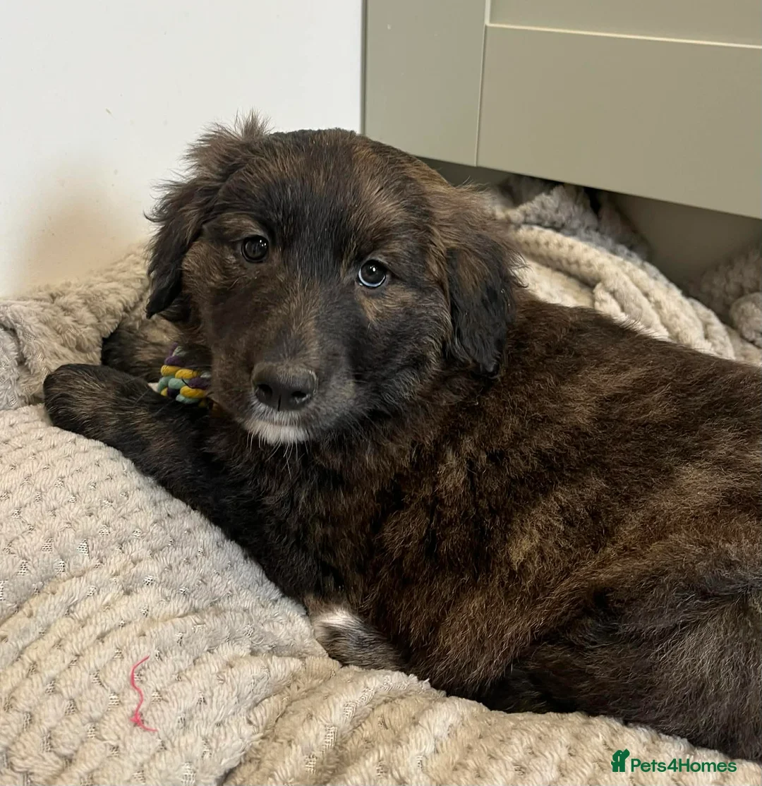 Golden Retriever dogs for sale: Unique Golden Retriever x Border Collies Pups - Advert 1