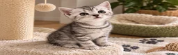 British Shorthair cats for sale: GCCF BSH kittens silver tabby & chinchilla  - Advert 3