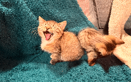 Mixed Breed cats for sale: 2 left - 4wks free insurance -himalayan x bengal - Image 7