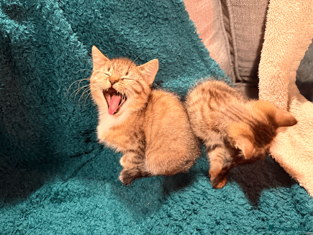 Mixed Breed cats for sale: 2 left - 4wks free insurance -himalayan x bengal - Image 7
