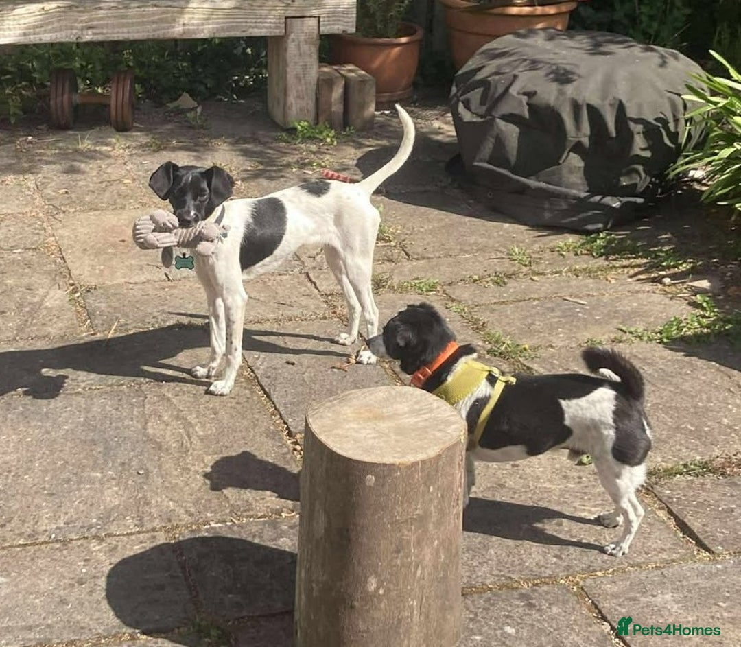 Mixed Breed dogs for adoption: STELLA - Small 10 mth old Pocket Pointer type girl - Image 9