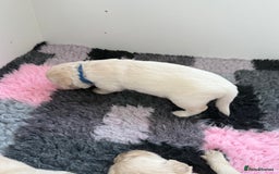 Golden Retriever dogs for sale: Golden Retriever Chunky Puppies for sale - Image 22