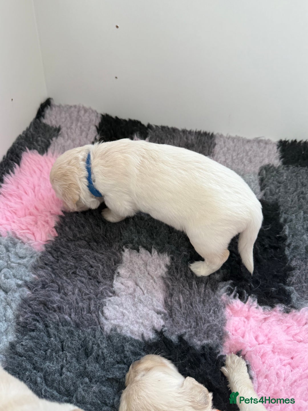 Golden Retriever dogs for sale: Golden Retriever Chunky Puppies for sale - Image 22