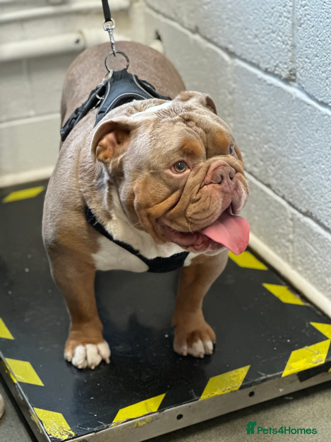 English Bulldog dogs for stud: KC fluffy and curly coat carrier bulldog stud  in Birmingham - Advert 2