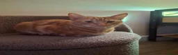 Mixed Breed cats for sale: Beautiful girl ready to find her forever home - Advert 4