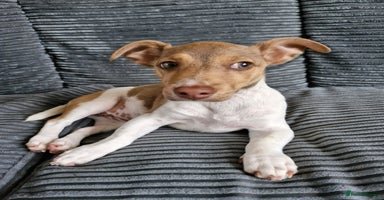 Jack Russell dogs Cute Jack Russel  - Advert 8