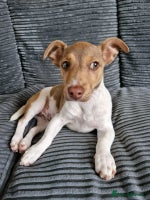 Jack Russell dogs Cute Jack Russel - Advert 14