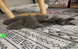 British Shorthair cats for sale: 🩶Adorable & chunky GCCF Bsh kittens🩶 - Image 14