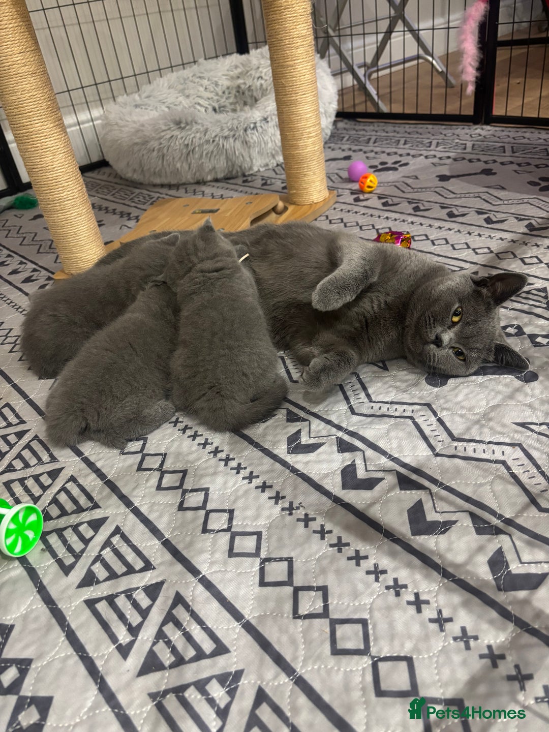 British Shorthair cats for sale: 🩶Adorable & chunky GCCF Bsh kittens🩶 - Image 14