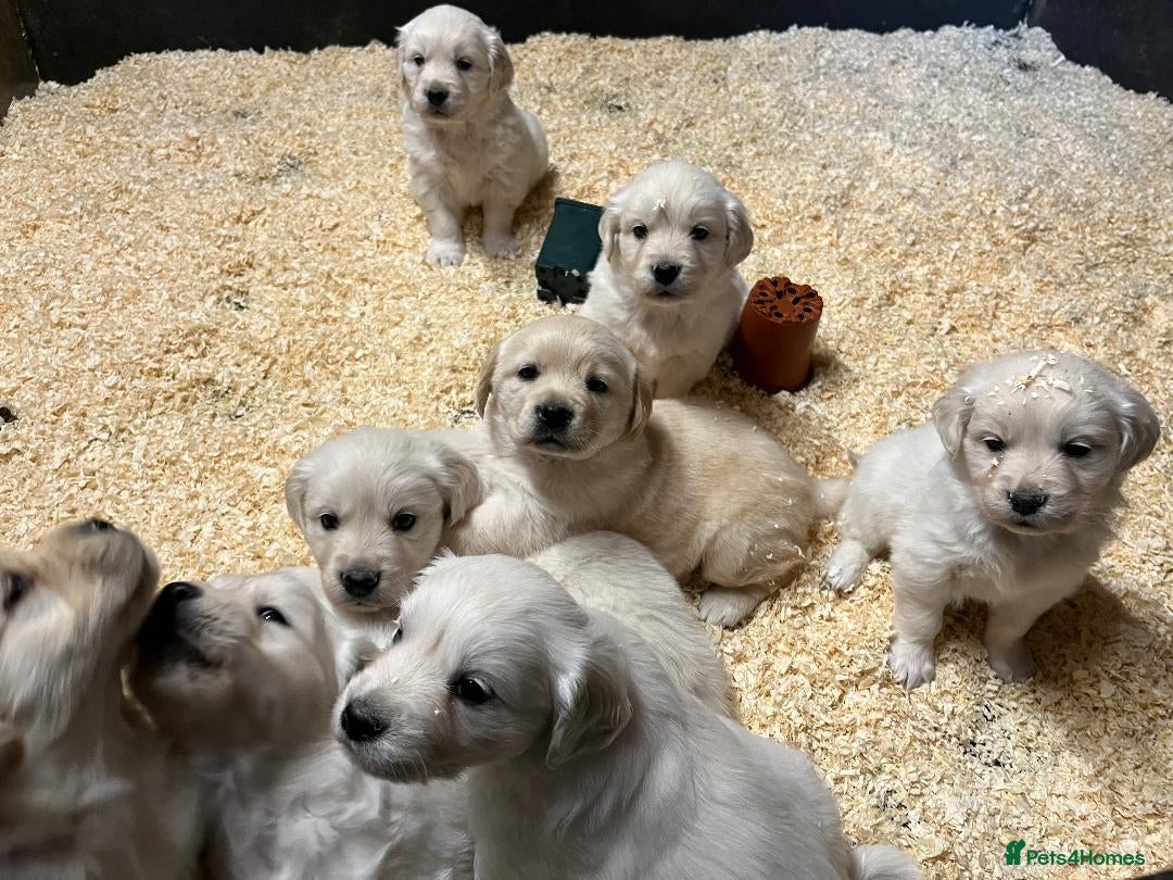 Golden Retriever dogs for sale: Beautiful Golden Retriever Puppies  - Advert 3