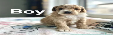 Cockapoo 4