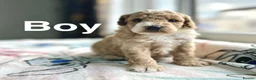 Cockapoo dogs for sale: Beautiful cockapoo boys ready on 13th July  - Advert 5