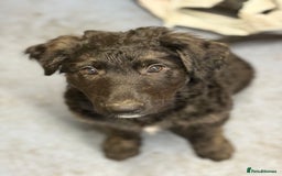 German Shepherd dogs for sale: German Shepherd Cross Dutch shepherd Puppy  - Image 2