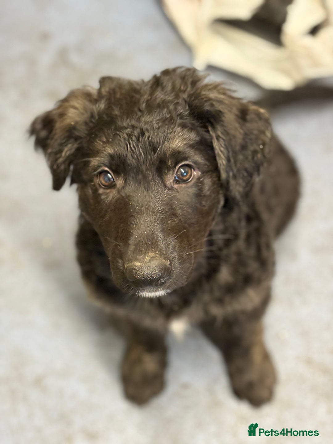 German Shepherd dogs for sale: German Shepherd Cross Dutch shepherd Puppy  - Image 2