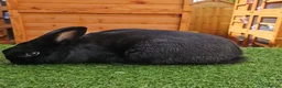 New Zealand rabbits for sale: Handsome Boy Looking for His Forever Home - Advert 2