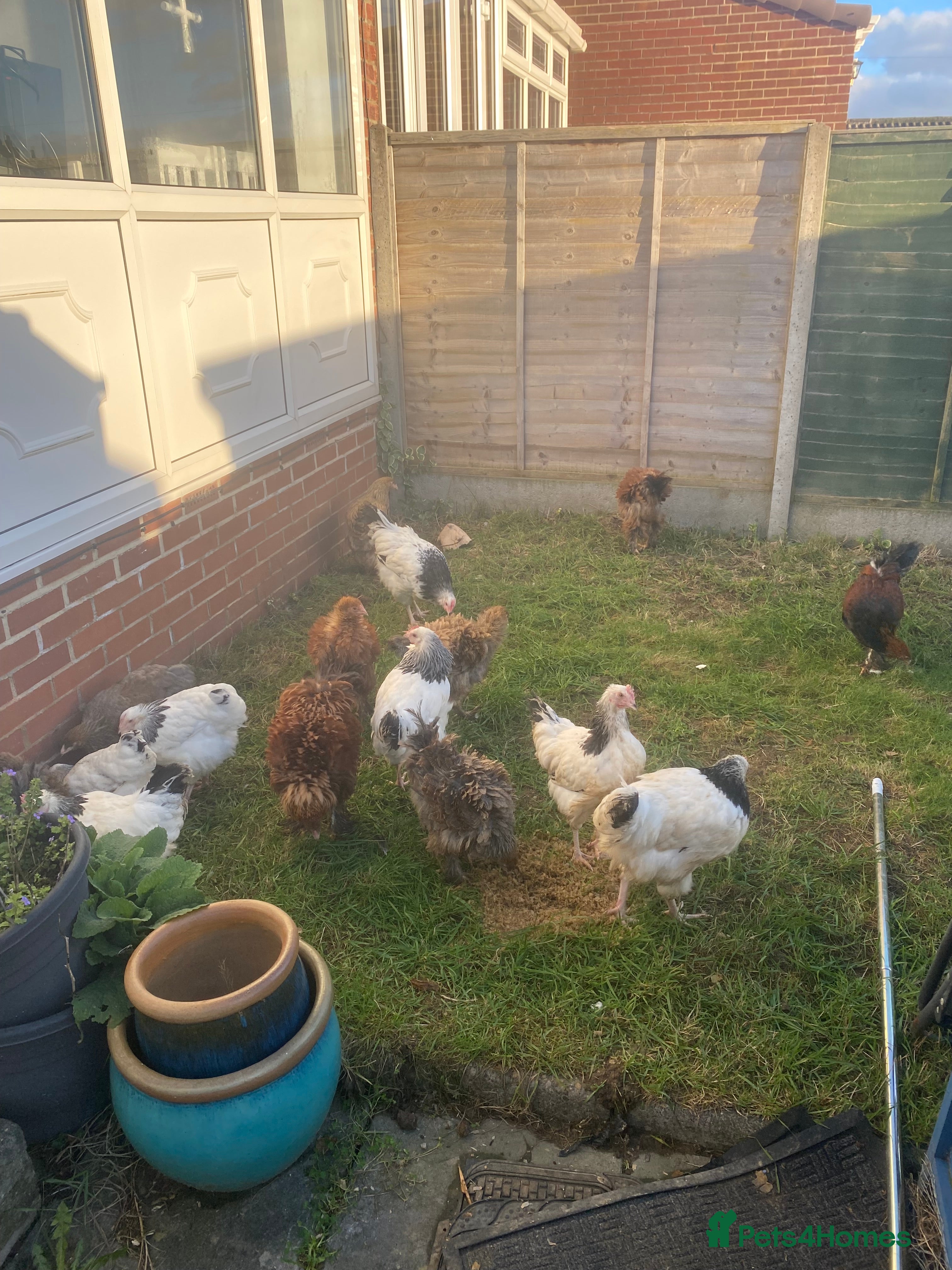 Chickens poultry Light Sussex Cockerels for sale - Advert 3