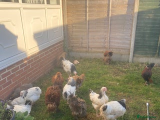 Chickens poultry Light Sussex Cockerels for sale - Advert 3